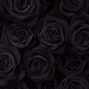 Meet your Posher, Choua